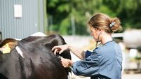 Female veterinarian at work