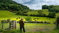 Retired man looking at cattle grazing in a field