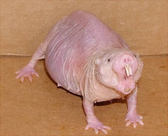 A naked mole rat spends almost its entire life in darkness underground