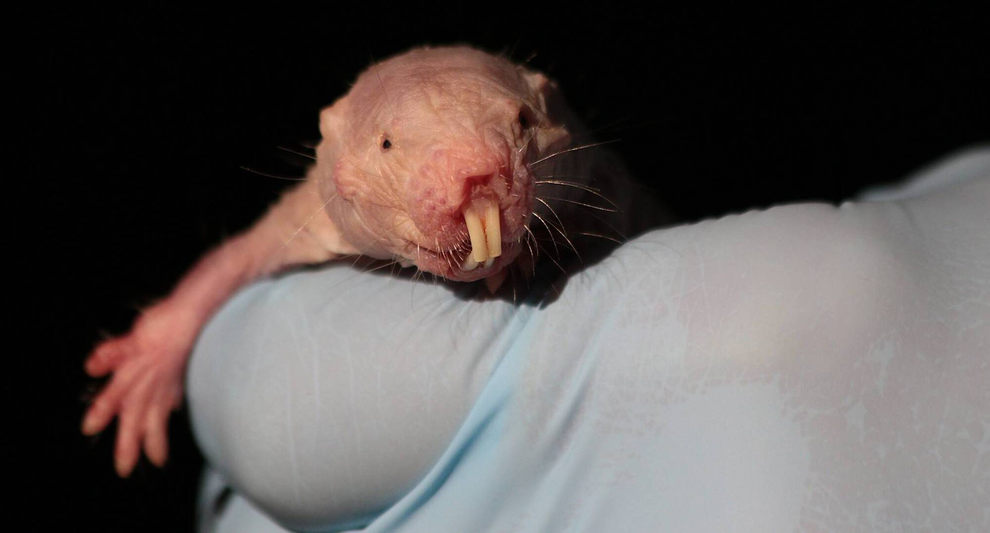 Naked mole-rat DNA repair ability could unlock human longevity