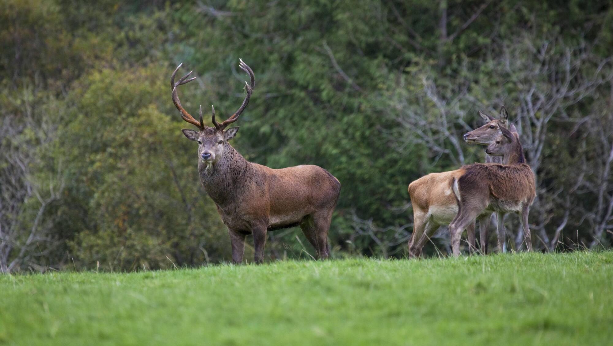 'Not one square inch' of Killarney National Park near major roads has been fenced off by the National Parks and Wildlife Service, Kerry County Council has heard. Picture: Dave Walsh