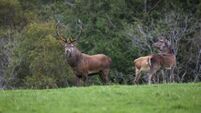 Red Deer stag, Kerry, Ireland
