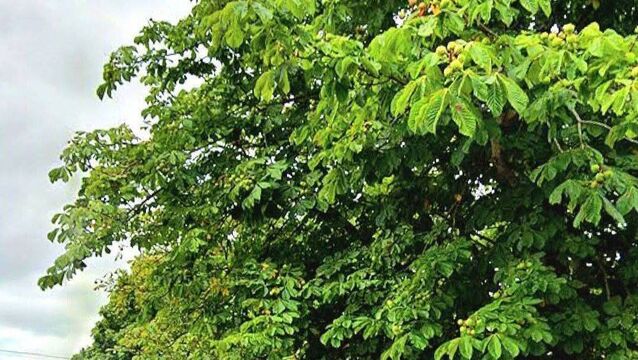 <p>Trees on Knockfree Ave. Picture: Save the Knockfree Avenue Trees on Facebook</p>