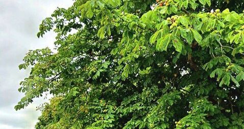 Michael Moynihan: Council responses show they can't see the wood for the trees