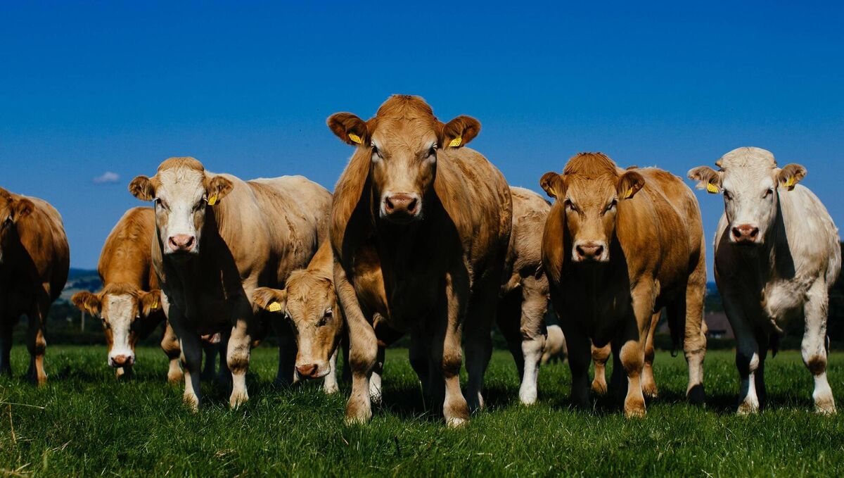 A reader says people are giving up on tough, mainly factory processed, overpriced Irish beef. A reader says people are giving up on tough, mainly factory processed, overpriced Irish beef.Â