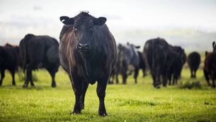 <p>The amendment window for the SCEP yearly reference number 2026 is now open.</p> <p>The amendment window for the SCEP yearly reference number 2026 is now open.</p>