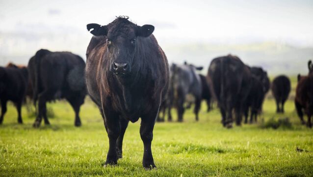 <p>The amendment window for the SCEP yearly reference number 2026 is now open.</p>