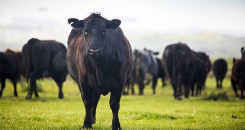 Beef Cattle Open Range on Large Ranch