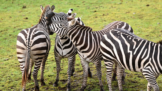 <p>'It’s a very uplifting time — since reopening on December 20, we’ve seen about 50% more visitation than the same time period last year, which is very significant,' Fota Wildlife Park director Aileen Tennant said. Picture: Larry Cummins</p>