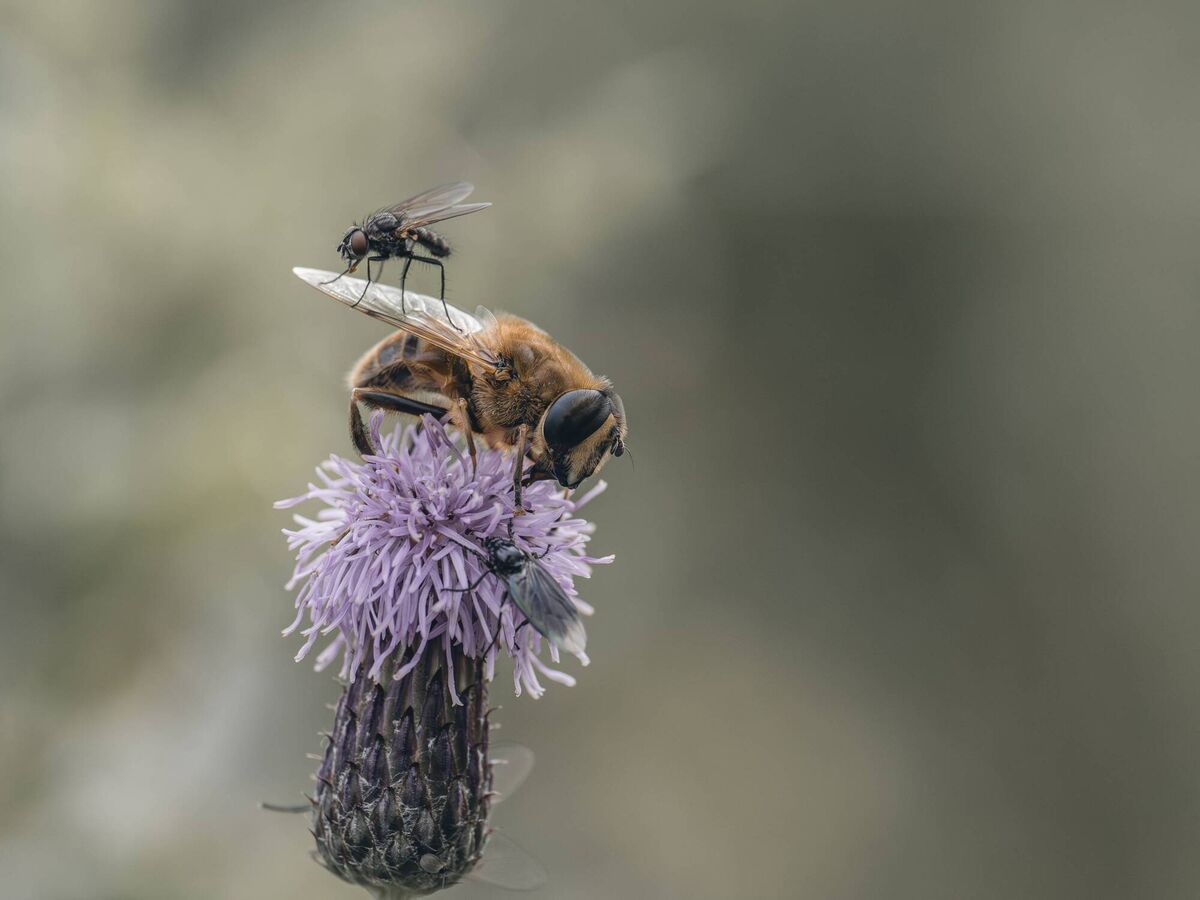 The Irish Examiner Readers' Photography Competition 2025 runner up: 'On the Fly' — a lesser house fly taking refuge on the wing of a drone fly while it fights off an unwanted March fly. Picture: Bryan Enright, Kerry The Irish Examiner Readers' Photography Competition 2025 runner up: 'On the Fly' — a lesser house fly taking refuge on the wing of a drone fly while it fights off an unwanted March fly. Picture: Bryan Enright, Kerry