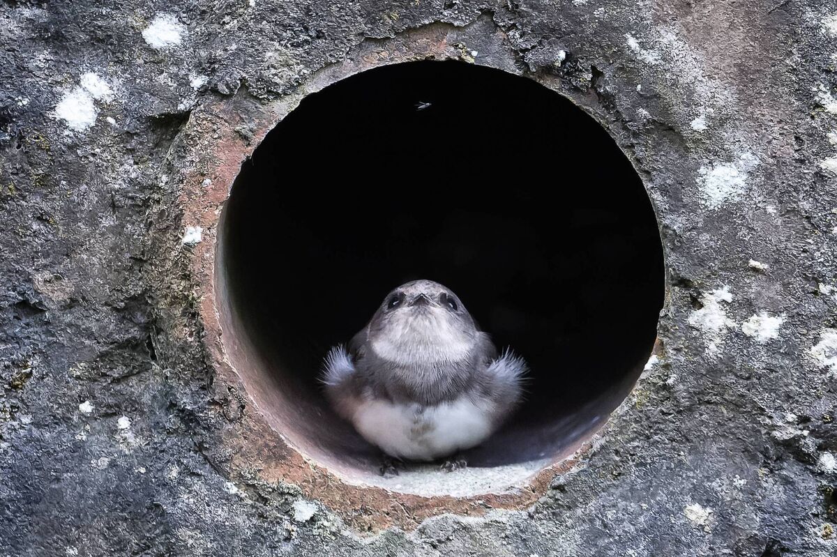 The Irish Examiner Readers' Photography Competition 2025 runner up: A juvenile sand martin wondering how to catch flies all by itself. The photo was taken on the River Bride in Blackpool, Cork City. Picture: Chris Martin, Cork.