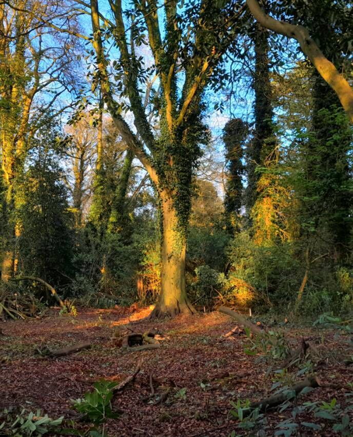 2025 Meitheal. Pictures: Gaelic Woodland Project 