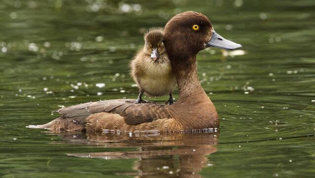 <p>The overall winner of the Irish Examiner Readers' Photography Competition 2025, 'Tufty Duck' — a lovely shot of a Tufted duck with baby on board in Bushy Park, Dublin City. Picture: Carol McCabe</p>