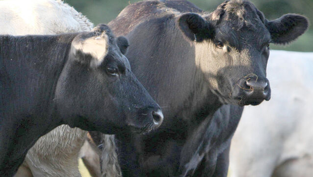 <p>Martin Heydon confirmed that the disease which affects livestock including cattle and sheep as well as goats, deer and llamas had been found in a herd. File picture</p>
