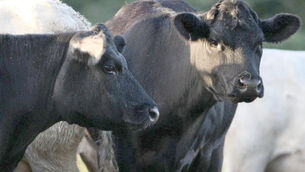 <p>Martin Heydon confirmed that the disease which affects livestock including cattle and sheep as well as goats, deer and llamas had been found in a herd. File picture</p> <p>Martin Heydon confirmed that the disease which affects livestock including cattle and sheep as well as goats, deer and llamas had been found in a herd. File picture</p>