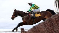 Festival Trials Day - Cheltenham Racecourse - Saturday 24th January