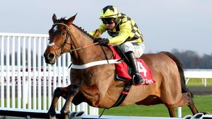 <p>LENGTHY LAYOFF: Sir Gino suffered a fractured pelvis at Cheltenham on Saturday. Picture: Healy Racing</p> <p>LENGTHY LAYOFF: Sir Gino suffered a fractured pelvis at Cheltenham on Saturday. Picture: Healy Racing</p>