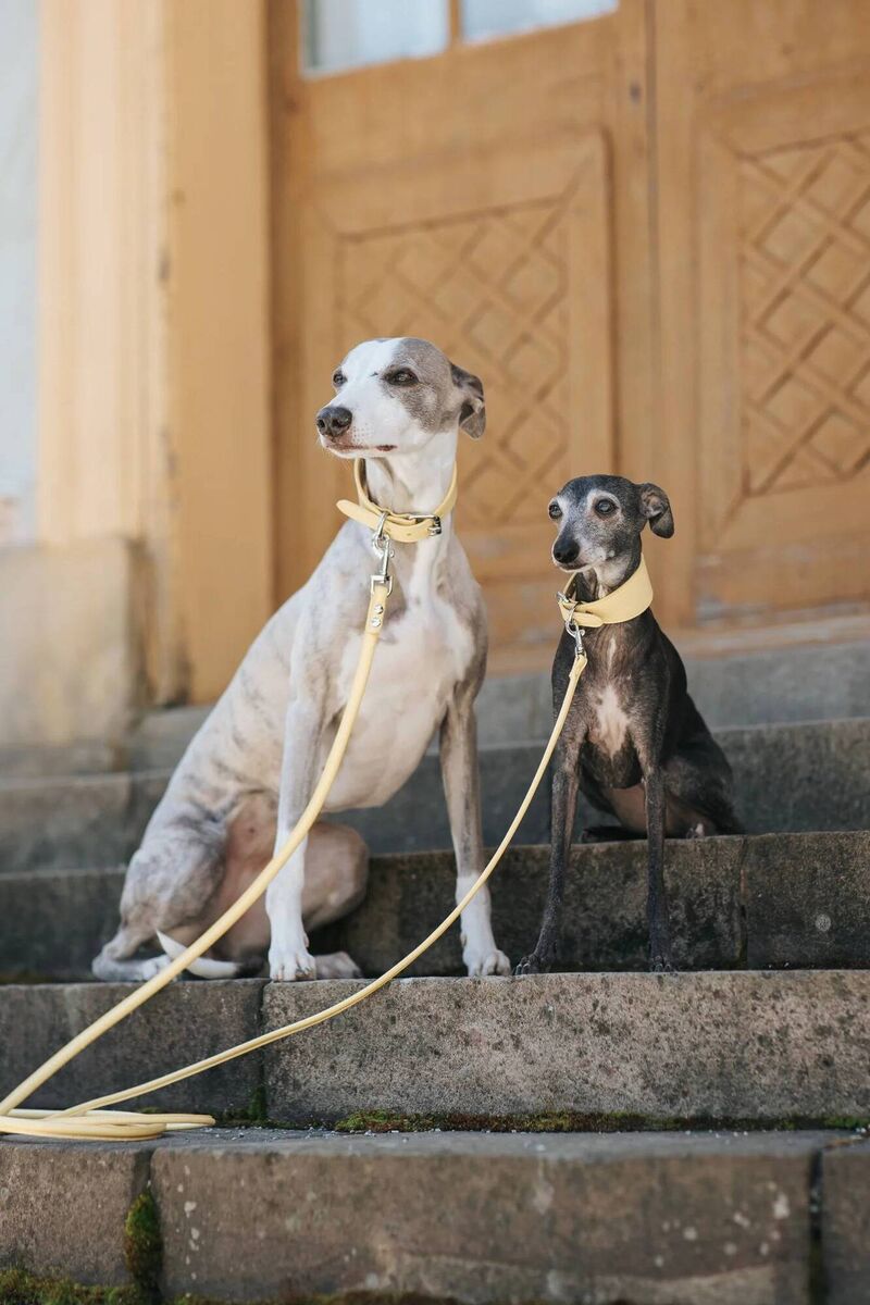 Stylish leads for our pets.