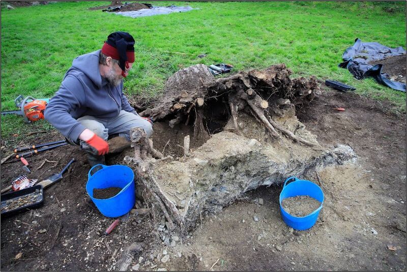 Excavation of tree roots in progress at Lemanaghan, Co Offaly. Picture: Irish Heritage School 