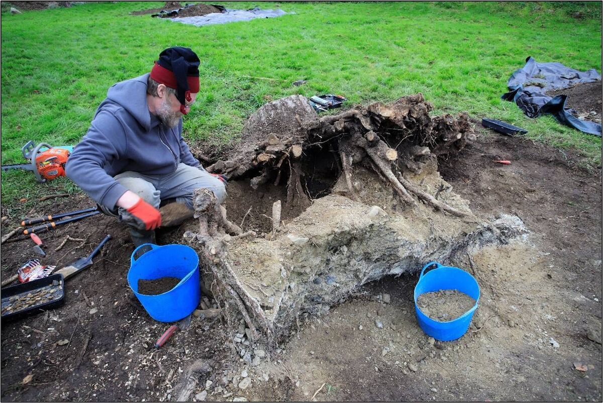 Excavation of tree roots in progress at Lemanaghan, Co Offaly. Picture: Irish Heritage School Excavation of tree roots in progress at Lemanaghan, Co Offaly. Picture: Irish Heritage School