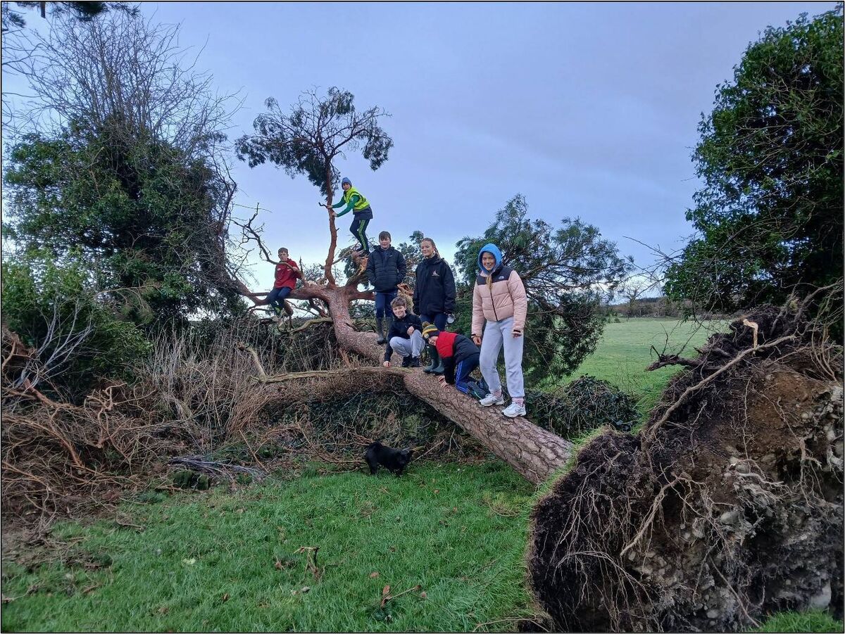 Cousins Phelan, Casey, and Halligan exploring the trees felled by Storm Eowyn within the enclosure at St Mella’s Cell at Lemanaghan on St Manchán’s Day, 2025. Picture: Aoife Phelan