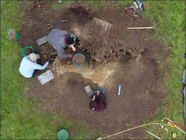 Excavations underway on the largest root plate at the Lemanaghan archaeological site. Picture: Irish Heritage School Excavations underway on the largest root plate at the Lemanaghan archaeological site. Picture: Irish Heritage School