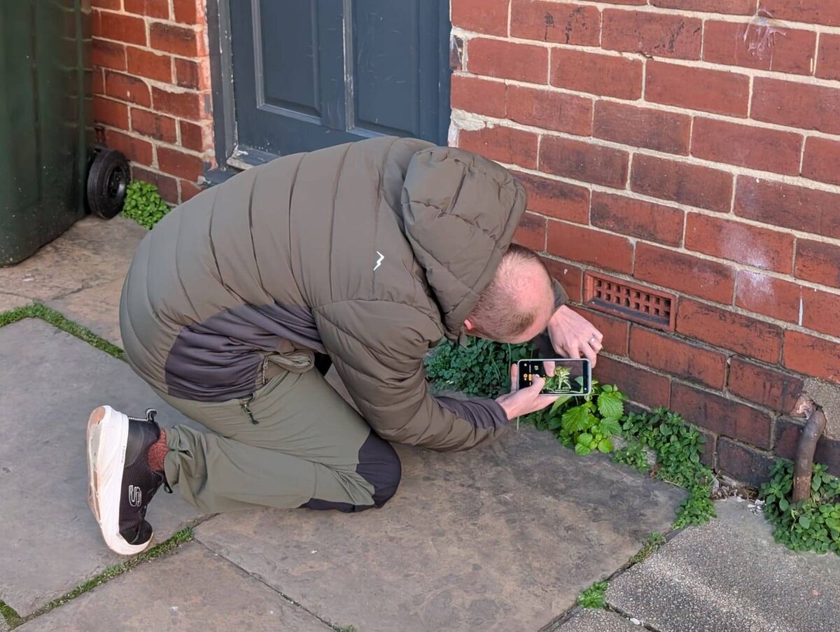  Urban botanist James Common records Mediterranean Nettle flowering in Newcastle at New Year 