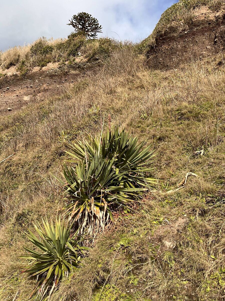 Spanish Dagger (Yucca gloriosa) blooming in Cornwall at New Year. Picture: Sylvatica for BSBI Spanish Dagger (Yucca gloriosa) blooming in Cornwall at New Year. Picture: Sylvatica for BSBI