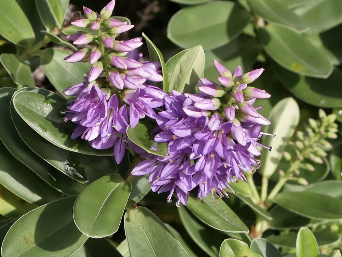Hedge Hebe blooming at Downderry in Cornwall.  Picture: Sylvatica for BSBI