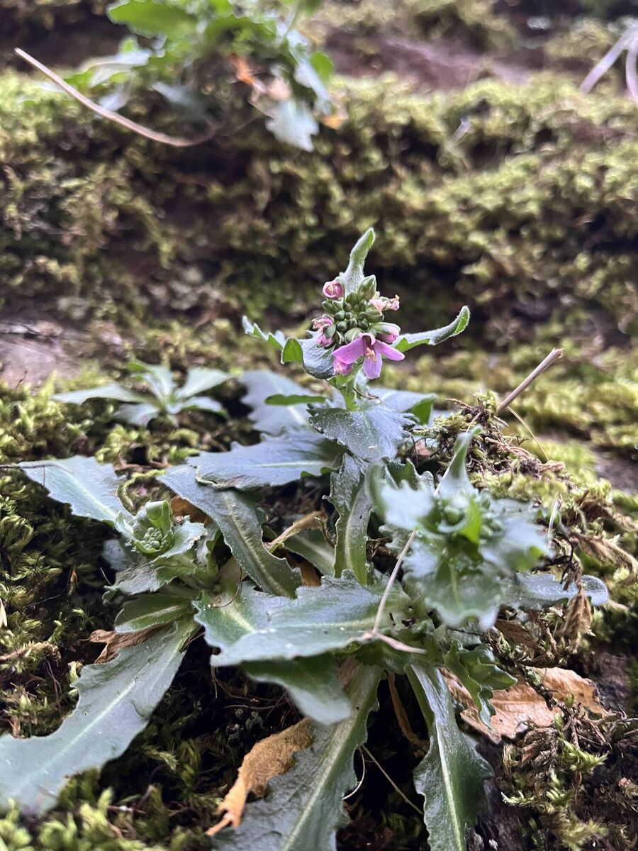 Rosy Cress in Stirlingshire at New Year. Picture: Matt Harding 