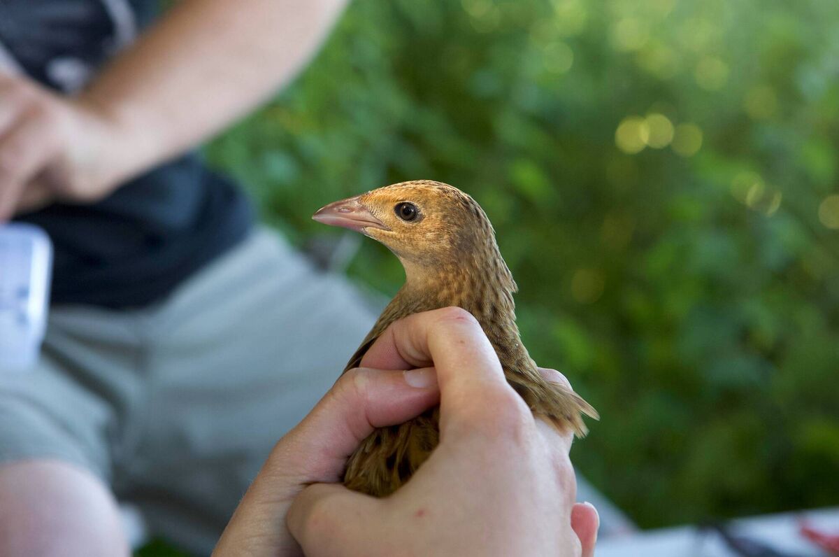 The importance of LIFE projects was shown this year when the NPWS Corncrake Survey recorded record numbers of this endangered bird (281 corncrake territories), now found in some locations for the first time in many years. The importance of LIFE projects was shown this year when the NPWS Corncrake Survey recorded record numbers of this endangered bird (281 corncrake territories), now found in some locations for the first time in many years.