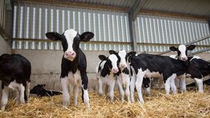 <p>The DairyBeef Conference will cover important areas of dairy calf to beef production.</p>