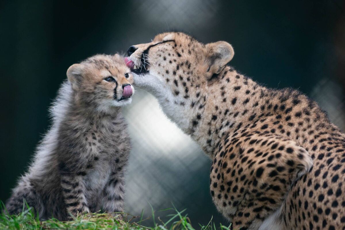 Florence with her new cubs in Fota Wildlife Park. Pictures: Darragh Kane.