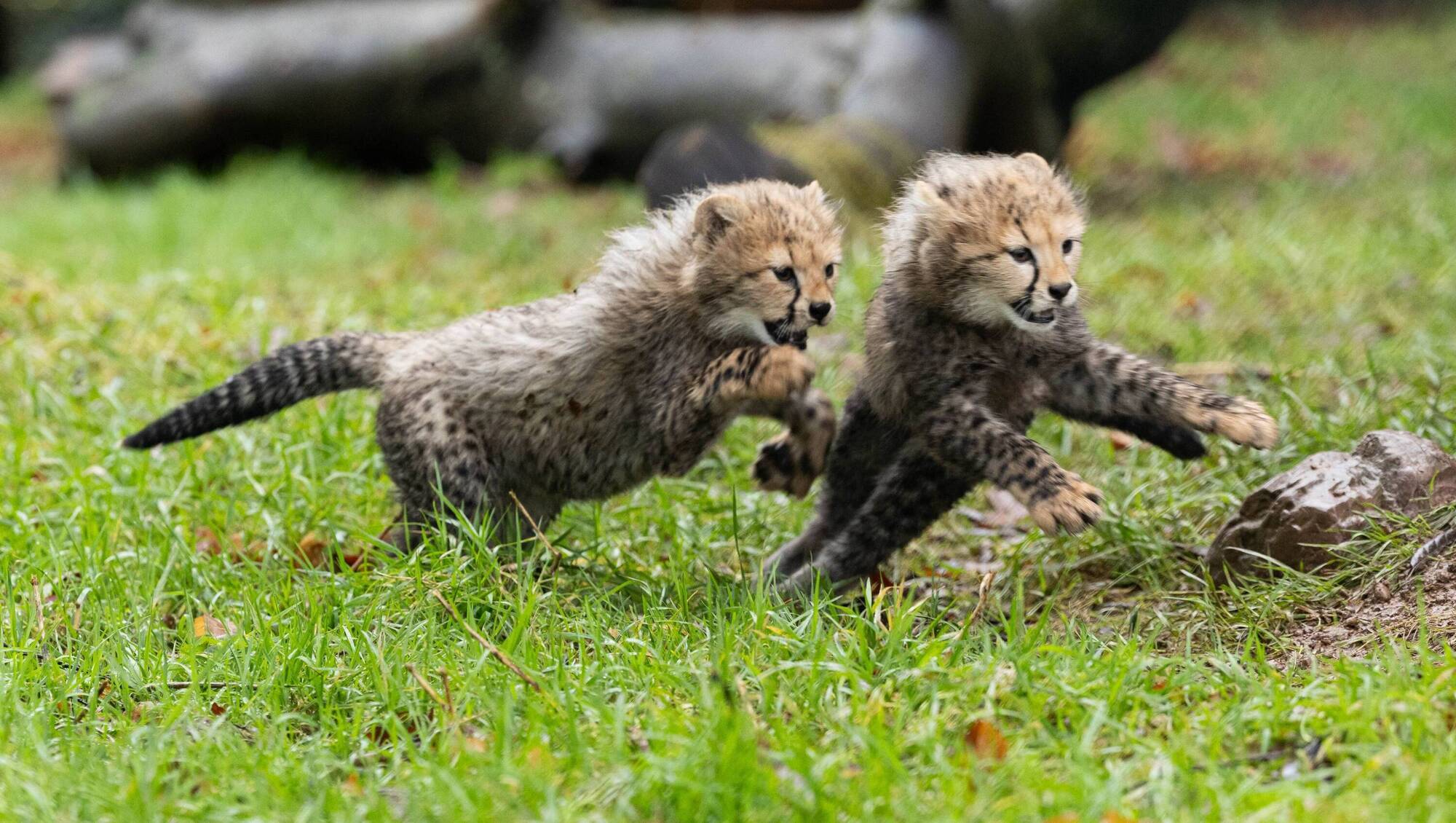 The two recently born cheetah cubs in Fota Wildlife Park. Pictures: Darragh Kane
