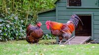 Domesticated bantam chickens seen in a large, rural garden during springtime.