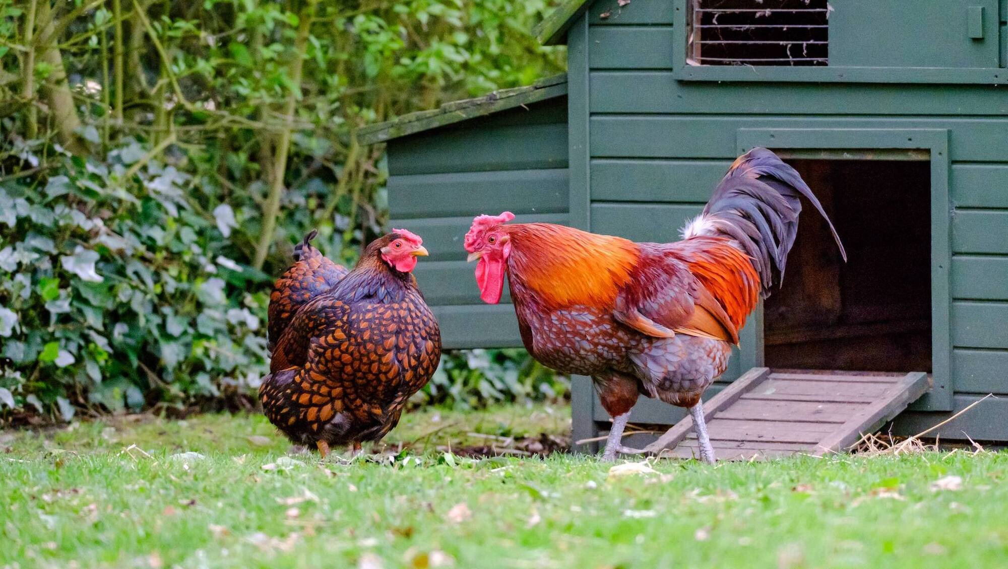Ireland now officially free from bird flu