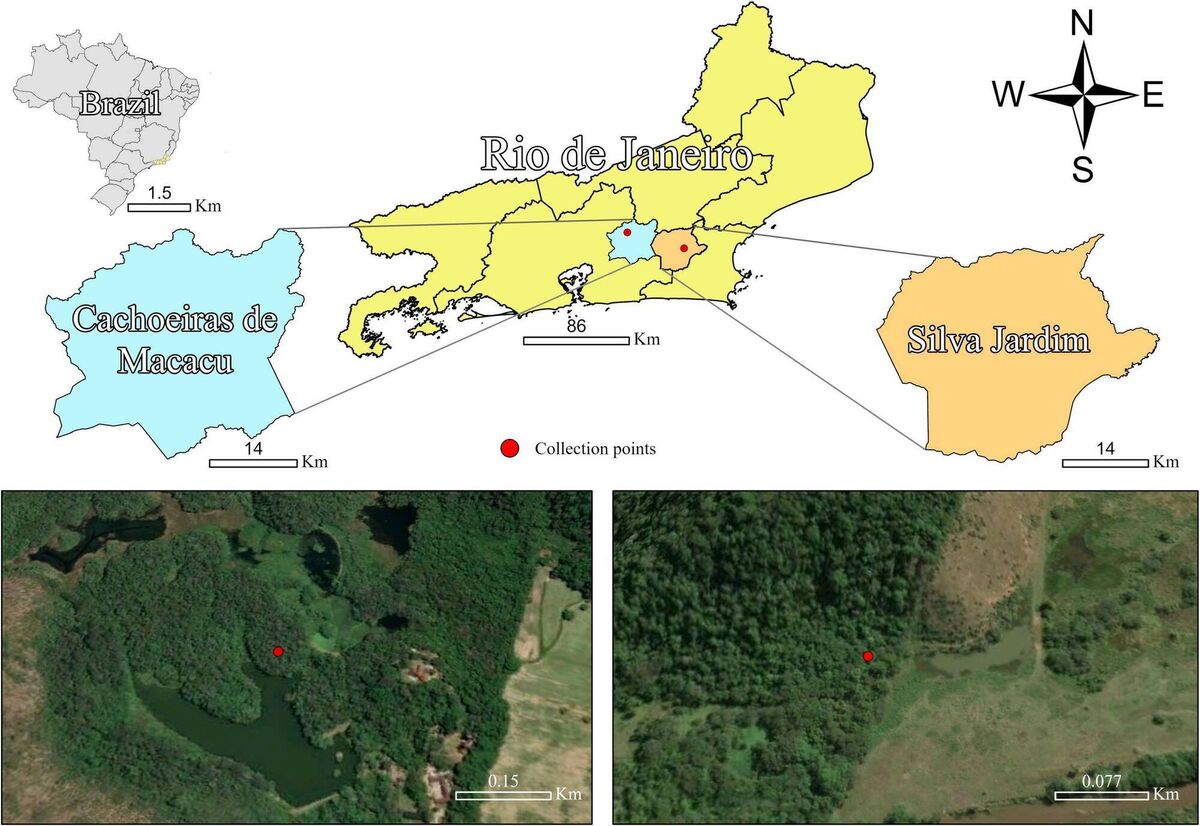 Map of the mosquito collection sites for this study. Sampling points: Cachoeiras de Macacu and Silva Jardim, located in the state of Rio de Janeiro, Brazil
