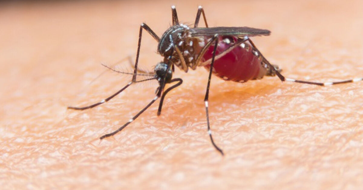 Climate change and deforestation helping mosquitos thrive