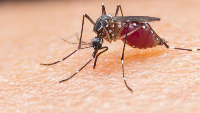 <p>Female mosquitos need a blood-meal to form eggs. With few humans living on Brazil’s Atlantic fringe long ago, wild mammals must have provided most of the blood. But that was to change when the sugar planters arrived...</p>