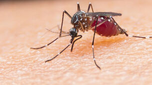 <p>Female mosquitos need a blood-meal to form eggs. With few humans living on Brazil’s Atlantic fringe long ago, wild mammals must have provided most of the blood. But that was to change when the sugar planters arrived...</p>