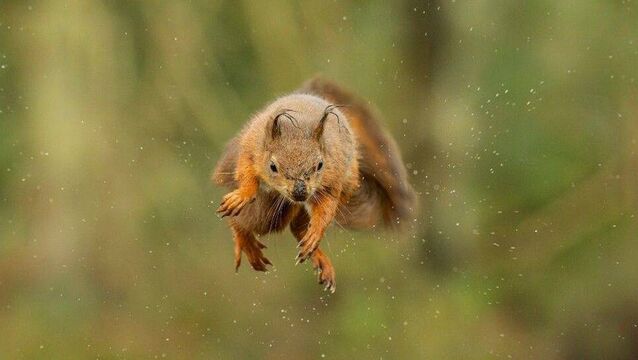 <p>One of the characters in David O'Mahony's book is a squirrel called Acorn who’s been turned into a boy. File photo</p>