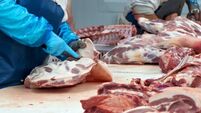 Butchers are cutting pork in the meat plant.