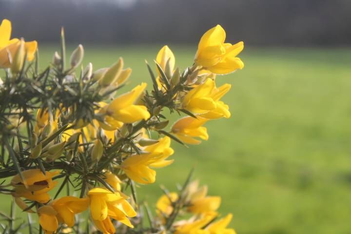 Gorse