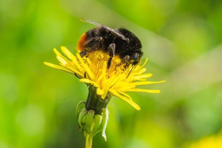 Dandelions are essential for bees in spring