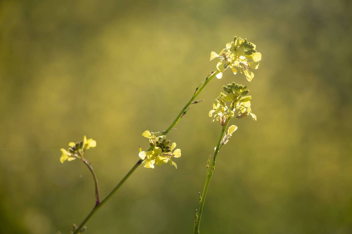 Annual bastard cabbage (Rapistrum rugosum) is a species of flowering plant in the mustard family commonly known as bastard cabbage or annual bastard cabbage, as well as 'common giant mustard', 'turnipweed', 'ball mustard', 'wild turnip', 'wild rape' or 'tall mustard-weed'