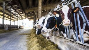 <p>India is said to be a 'strategically important' market for the dairy sector. File photo</p> <p>India is said to be a 'strategically important' market for the dairy sector. File photo</p>