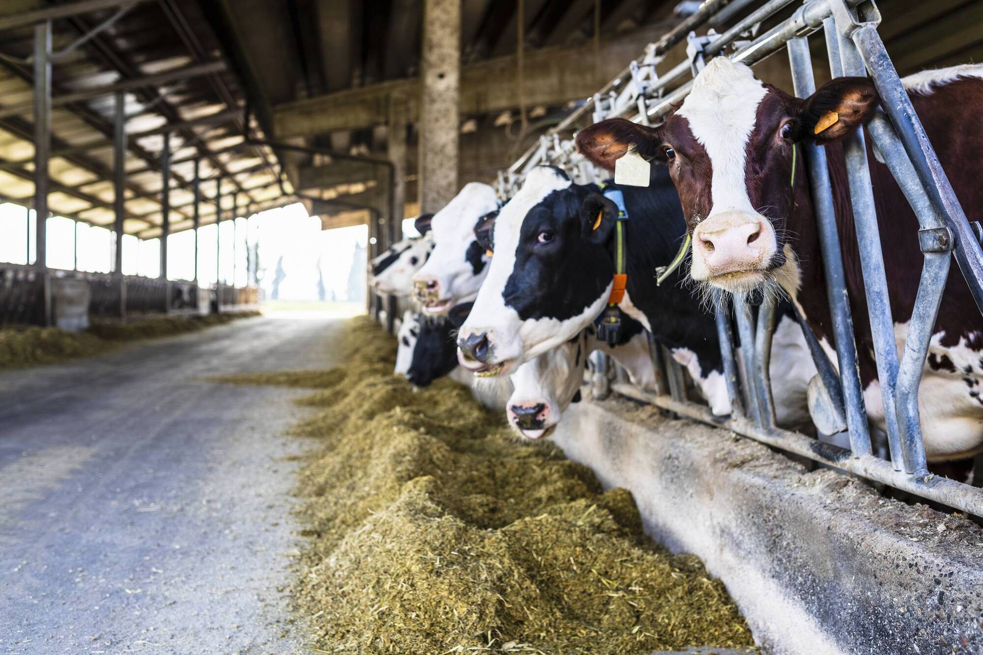 No boost for dairy in EU-India deal