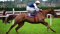 Thurles preview: Exciting El Cairos can enhance Cheltenham claims