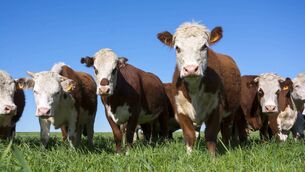 <p>The General Administration of Customs China was informed of the outbreak and subsequently decided to suspend acceptance of Irish beef exported from Ireland with effect from January 27.</p> <p>The General Administration of Customs China was informed of the outbreak and subsequently decided to suspend acceptance of Irish beef exported from Ireland with effect from January 27.</p>