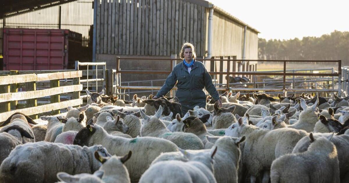 Celebrating women driving progress across Irish agriculture